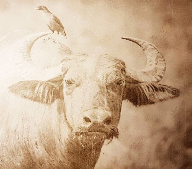 Water buffalo Limited edition print.