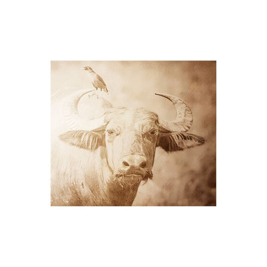 Water buffalo Limited edition print.