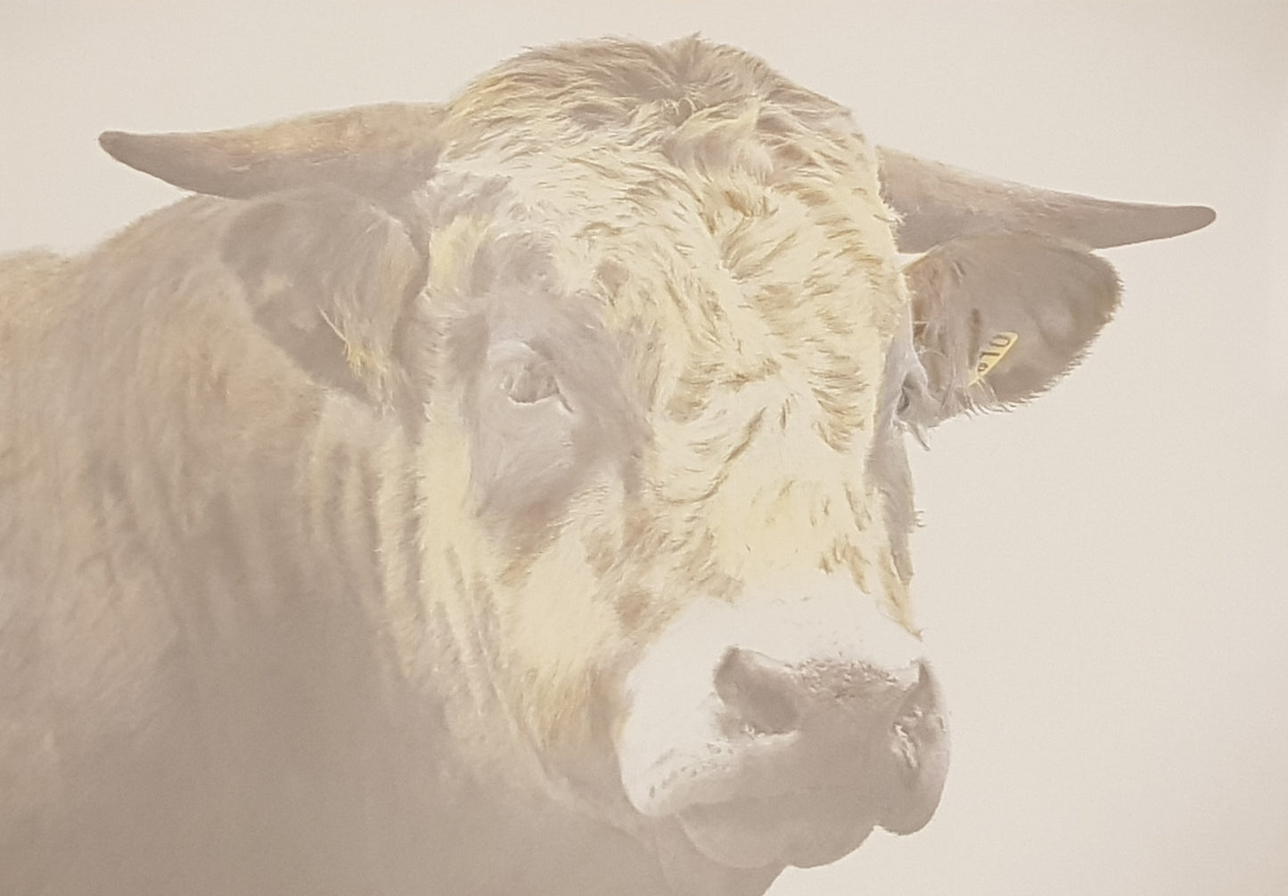 Bull. Graphite and coloured pencil, 42 cm x 30 cm.