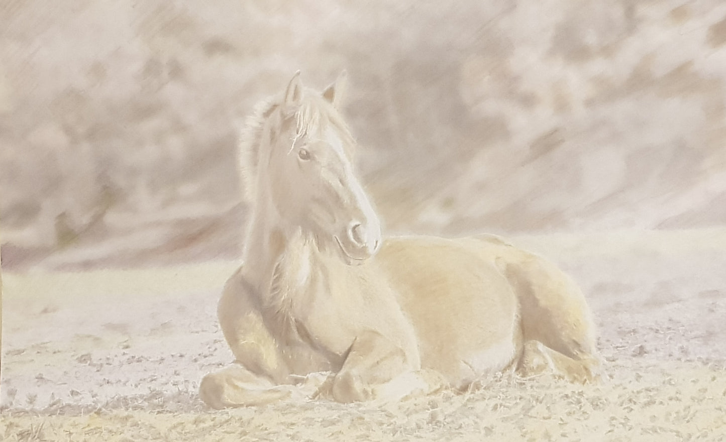 Foal