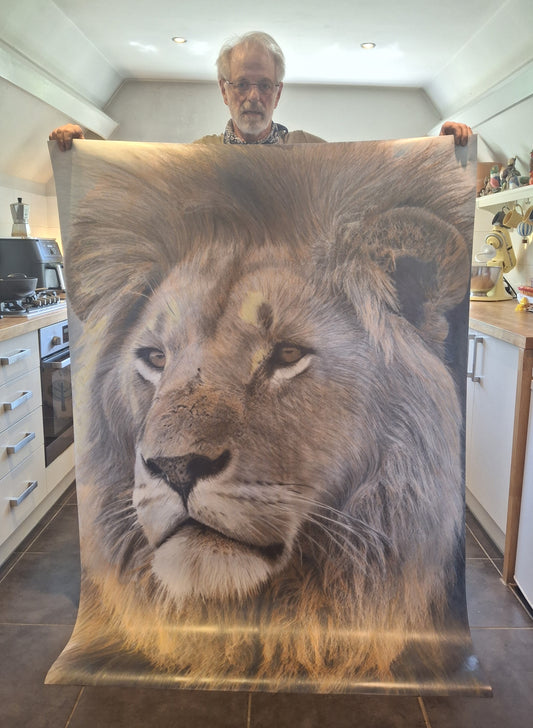 Lion portrait