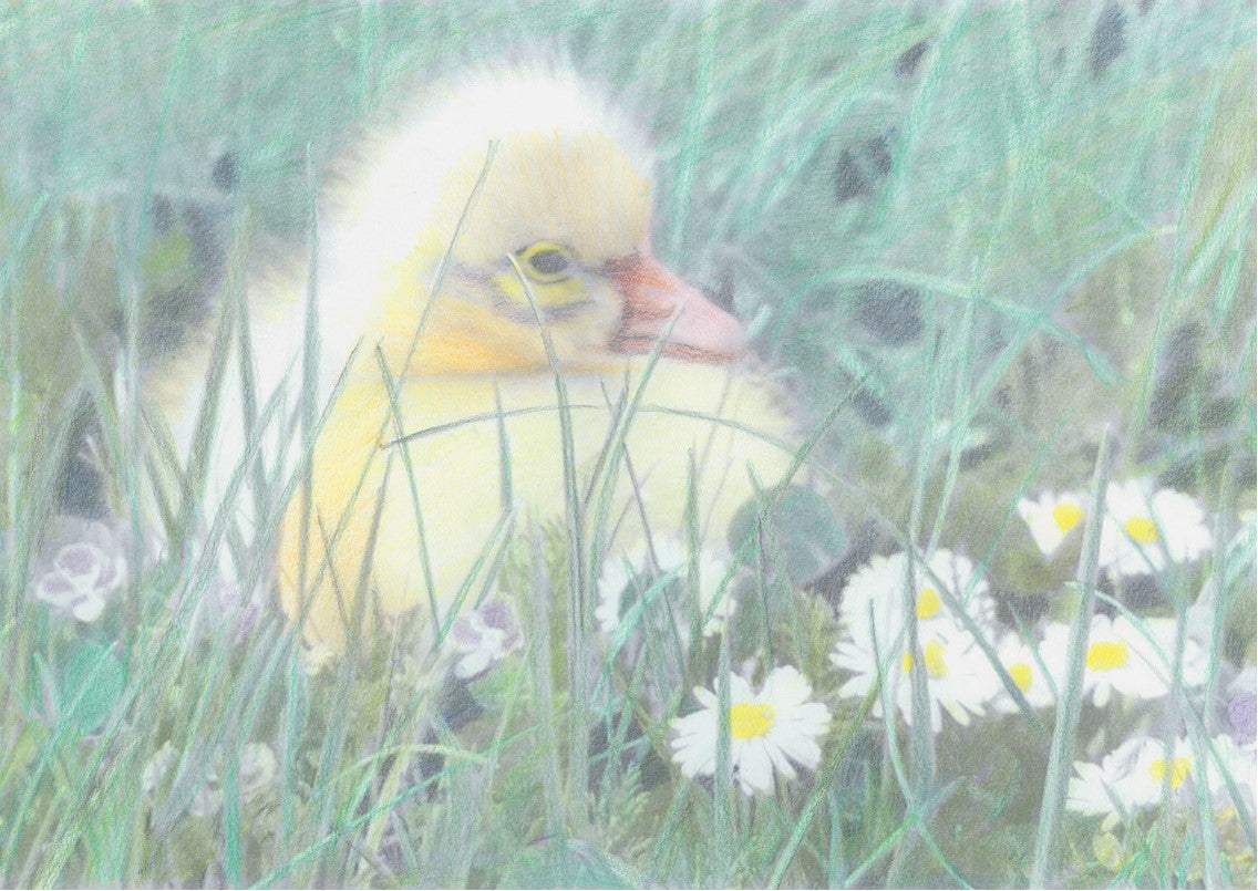 Goose chick
