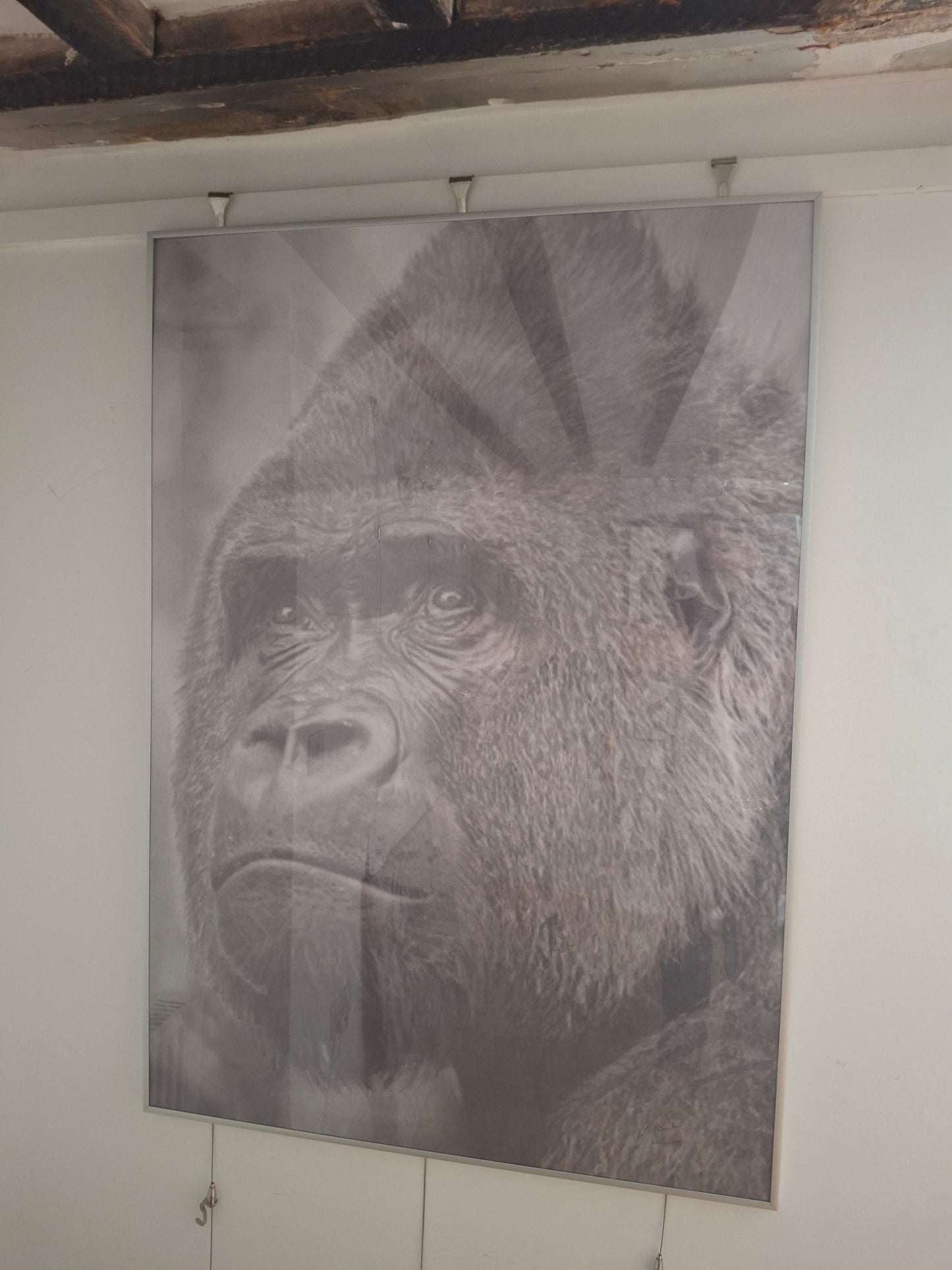 Gorilla