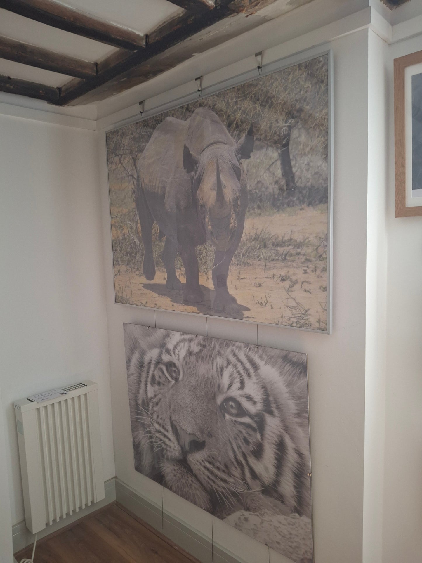 Rhino
