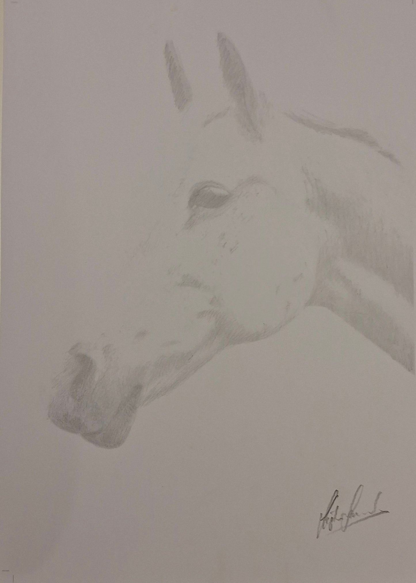 Portrait of a horse