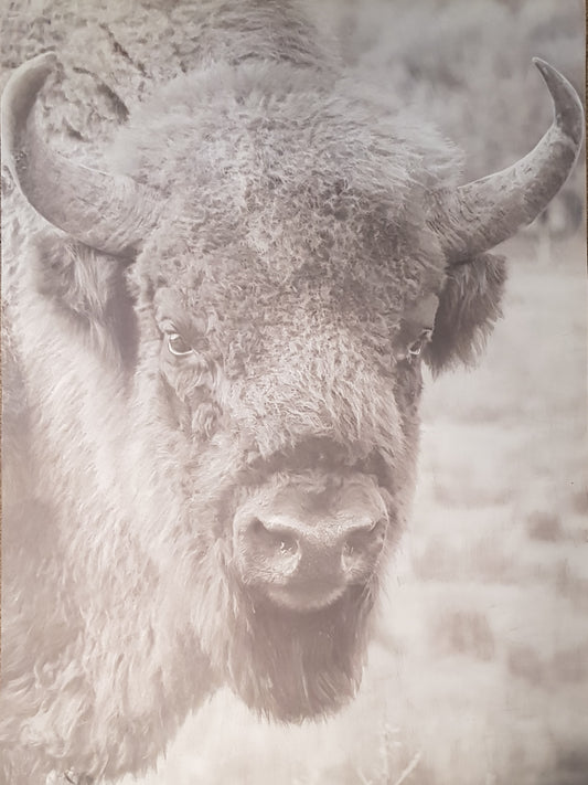 Bison