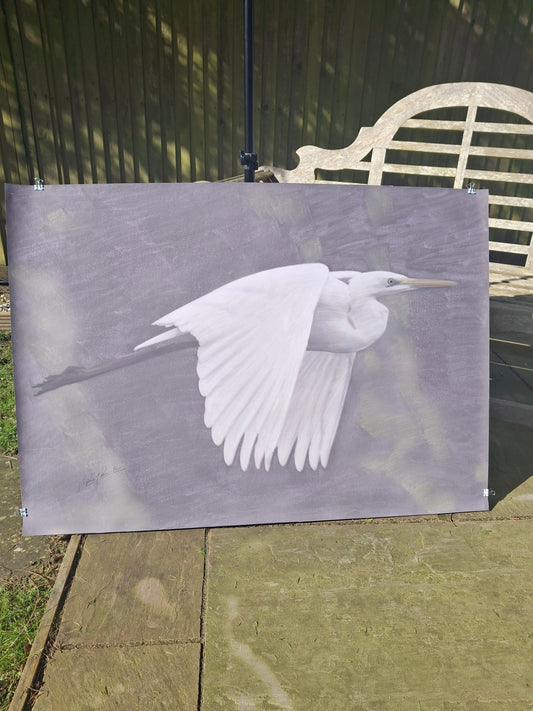 Egret