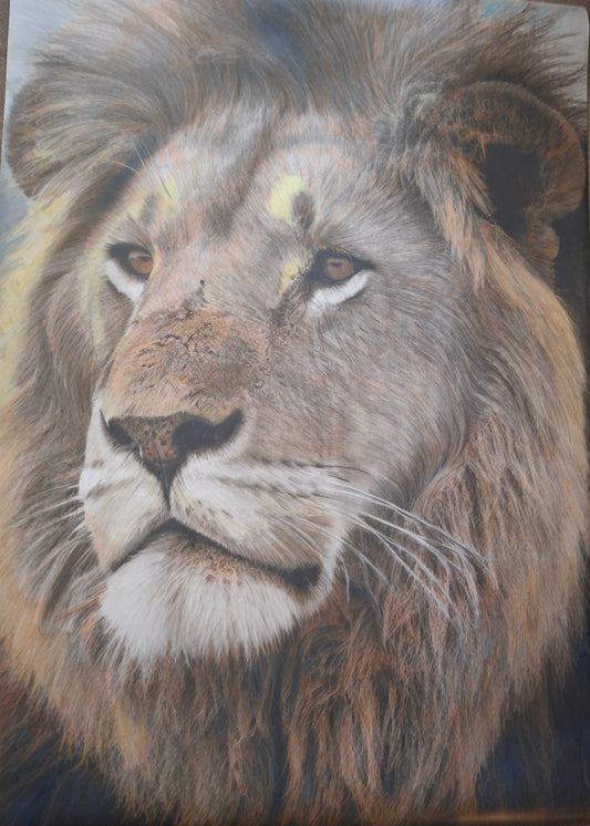 Lion portrait