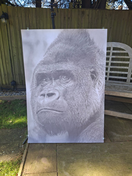 Gorilla