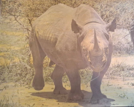 Rhino