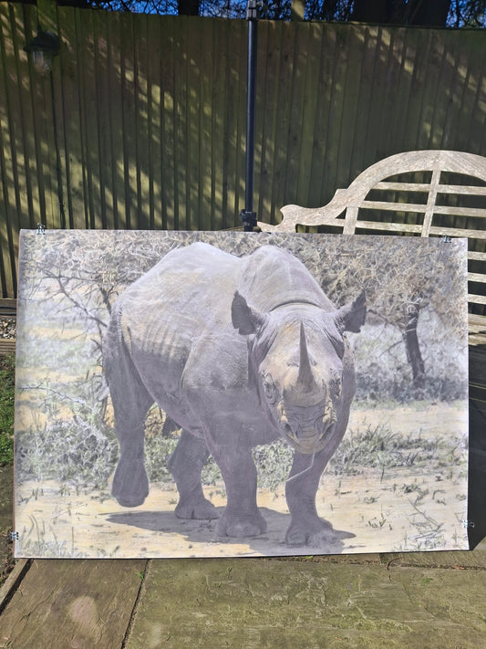 Rhino