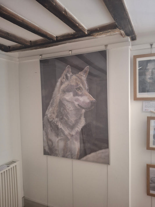 Wolf