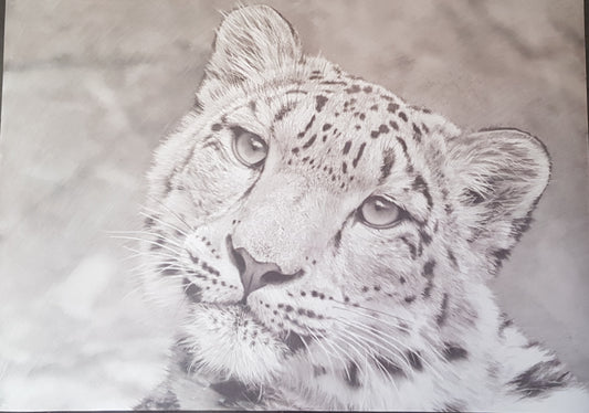 Snow Leopard